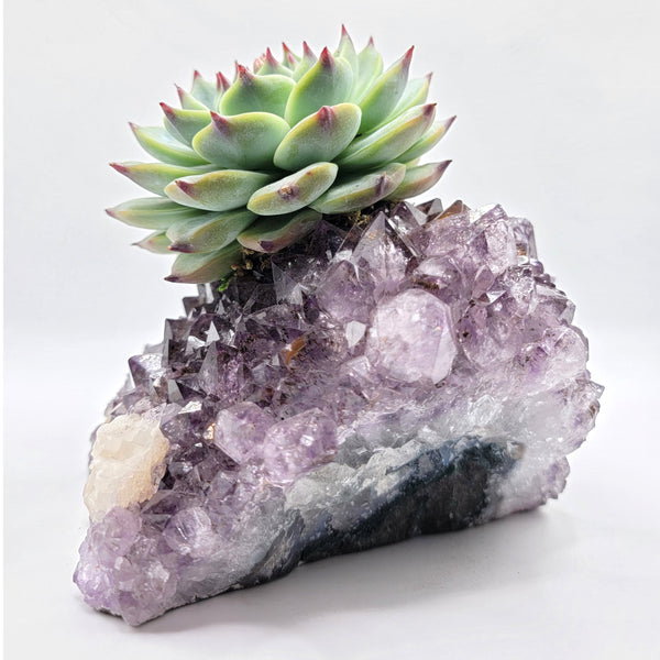 Large Crystal Succulent & Signed Copy of "Everyday Plant Magic"