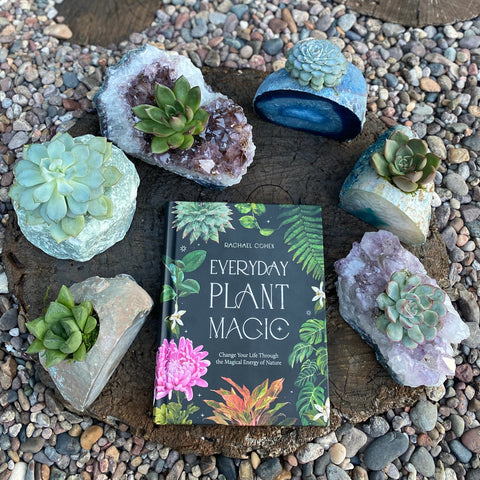 Large Crystal Succulent & Signed Copy of "Everyday Plant Magic"